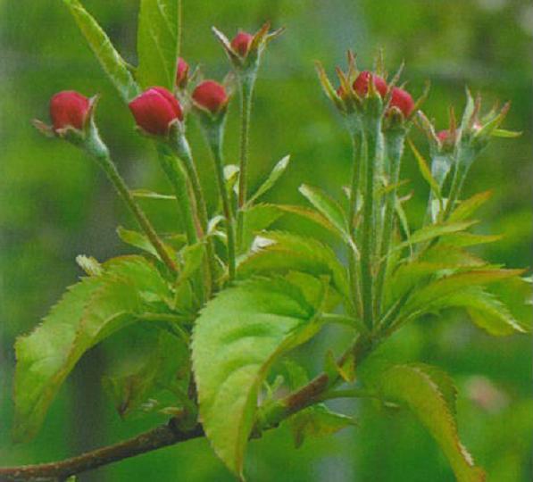 mazzetti fiorali con stipole molto evidenti