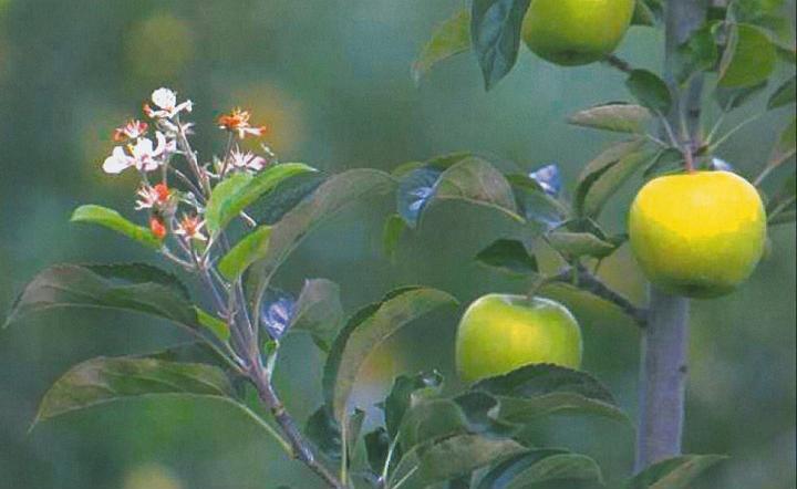 ritorni a fiore tardivi e scope ritorni a fiore tardivi e scope